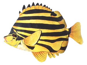 Black - Gold Stripe Tropical Fish - Painted Metal Steel Drum Art  - 11" x 15"