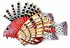 Decorative Tropical Fish, Hand Painted Metal Wall Decor, Tropical Decor, Haitian Metal Art - 16 1/2"